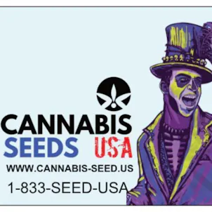 Photo of PURPLE HAZE – 10 PACK