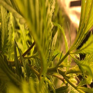 Product image for GG #4 - SINGLE SEED