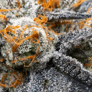 Photo of Berkel Pre-Roll 1g Joint