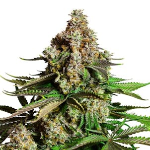 Photo of Chocolope Feminized