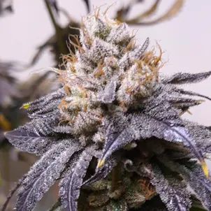 Photo of Lazy Susan CBD