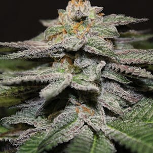 Product image for BLUE CITY DIESEL - SINGLE SEED