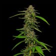 Product image for Strawberry Cheesecake Feminized Cannabis Seeds