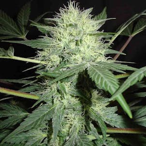 Photo of Lowryder Autoflower