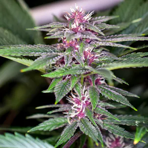 Photo of Marionberry Pie