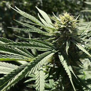 Photo of CBD Glue Tide