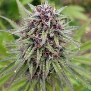 Photo of Jagerschnitzel