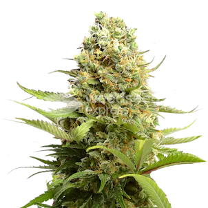 Photo of Banana Kush Feminized Seeds