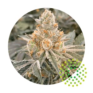 Photo of TruFlower 3.5G - SCE