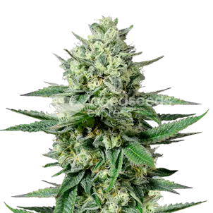 Photo of OG Kush CBD Feminized Seeds