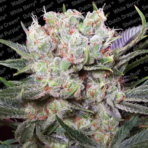 Photo of CALIFORNIAN GOLD