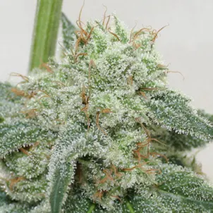 Photo of Dutch Treat Flower