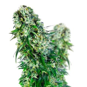 Photo of Big Bud Feminized