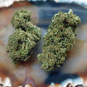 Photo of Suver Haze CBD Flower