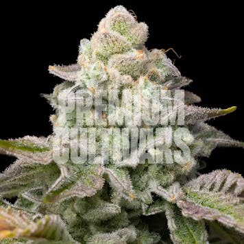 Photo of Georgia Pie