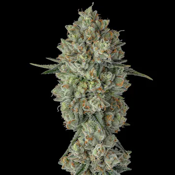 Photo of Khalifa Kush 3.5g