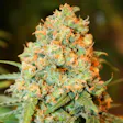 Product image for Critical Super Silver Haze