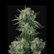Product image for Moby Dick Auto Feminized Cannabis Seeds