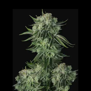Photo of Moby Dick Auto Feminized Cannabis Seeds
