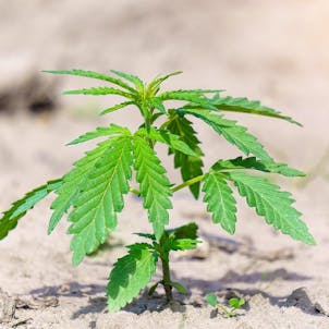 Photo of Marijuana 101 Certificate Program