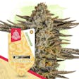Product image for Apple Fritter Feminized by Zamnesia Seeds