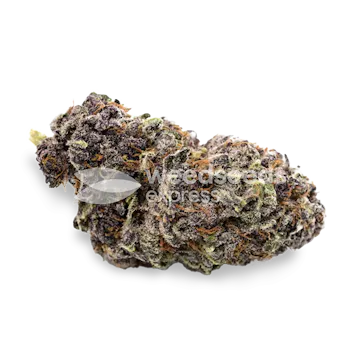 Photo of Purple Punch Autoflower Seeds