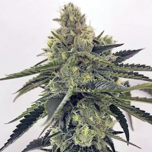 Photo of Quarantine Buddy