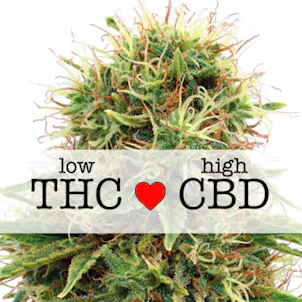 Photo of CBD Kush (fem) seeds