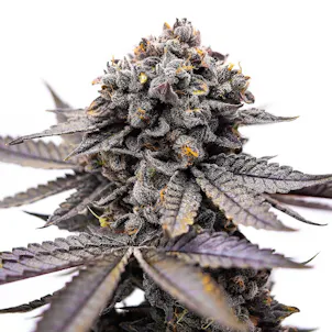 Photo of Good Day Farm: Lemon Slushie | Flower | 3.5g