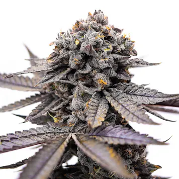 Photo of Good Day Farm: Lemon Slushie | Flower | 3.5g