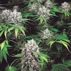 Photo of DUTCH DRAGON