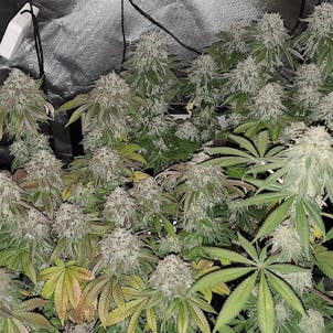 Photo of Quebec Blue Cannabis Seeds Feminized