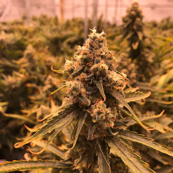 Photo of Zonka OG Kush