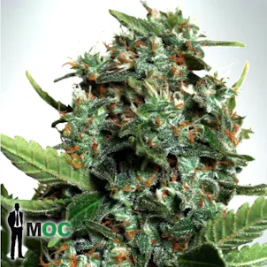 Photo of Autopilot XXL Feminized