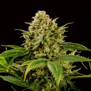 Photo of Monkey Grease