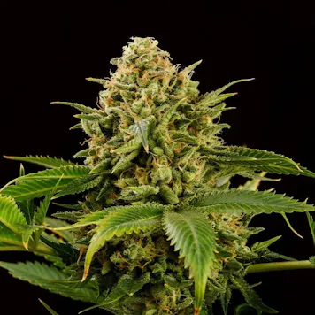 Photo of Monkey Grease