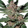 Product image for Bubba Kush Marijuana Seeds By TheSeedPharm.com