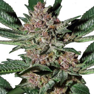 Photo of Bubba Kush Marijuana Seeds By TheSeedPharm.com