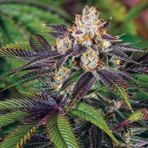 Photo of Scooby Snacks #1 seeds