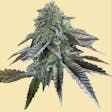 Product image for AUTO STRAWBERRY CAKE AUTOFLOWERING SEEDS