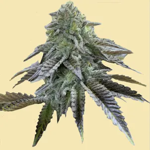 Photo of AUTO STRAWBERRY CAKE AUTOFLOWERING SEEDS