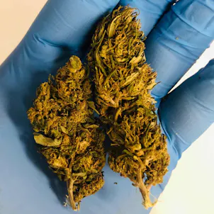 Photo of Platinum Cookies CBD Hemp Flower