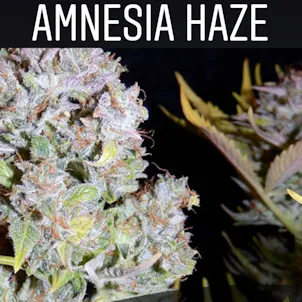 Photo of Amnesia Haze (Feminized)
