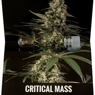 Photo of Critical Mass feminized cannabis seeds