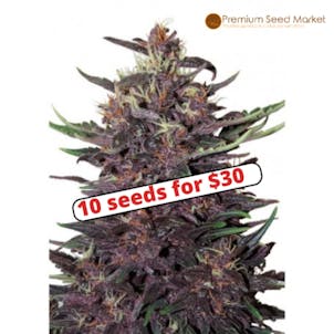 Photo of Purple Buddha seeds