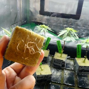Photo of Intro to Growing Cannabis at Home (2 Week FREE Trial)