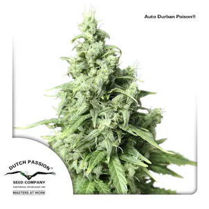 Photo of Auto Durban Poison
