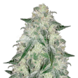 Product image for Lamb's Bread Feminized Seeds