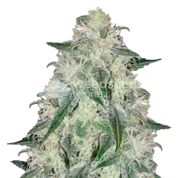 Photo of Lamb's Bread Feminized Seeds