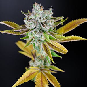 Photo of 3C Illuminati OG